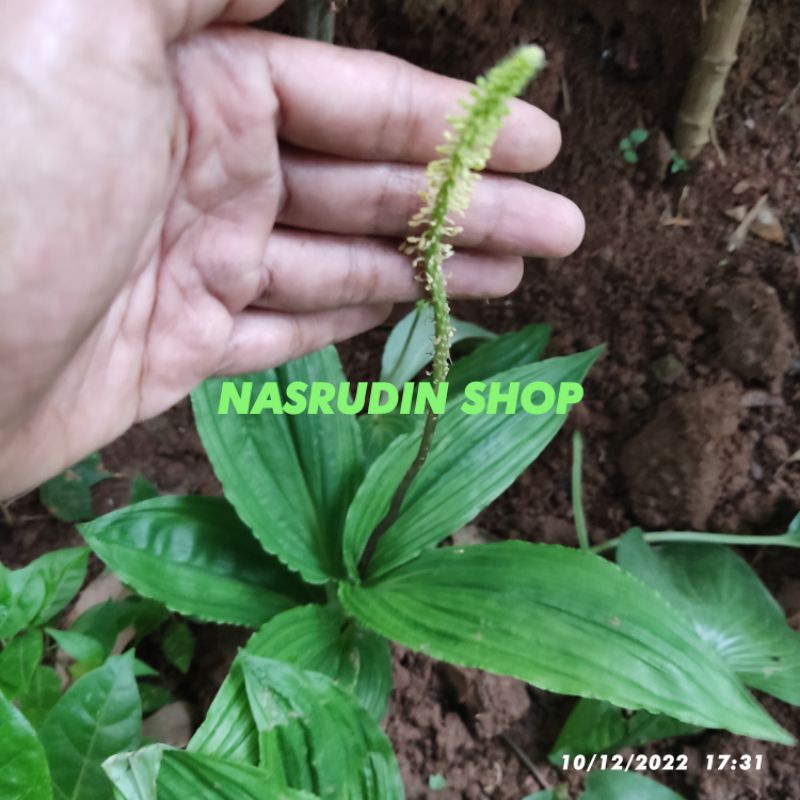 

[Fresh] ANGGREK TANAH / TANAMAN HIAS ANGGREK MALAXIS KOBI