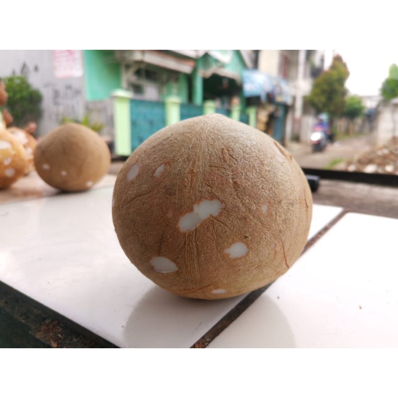 

PASAR ONLINE - KELAPA PARUT - KELAPA TUA - KELAPA SEDANG - KELAPA MUDA