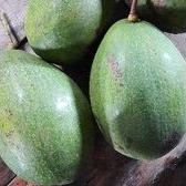 

buah alpukat