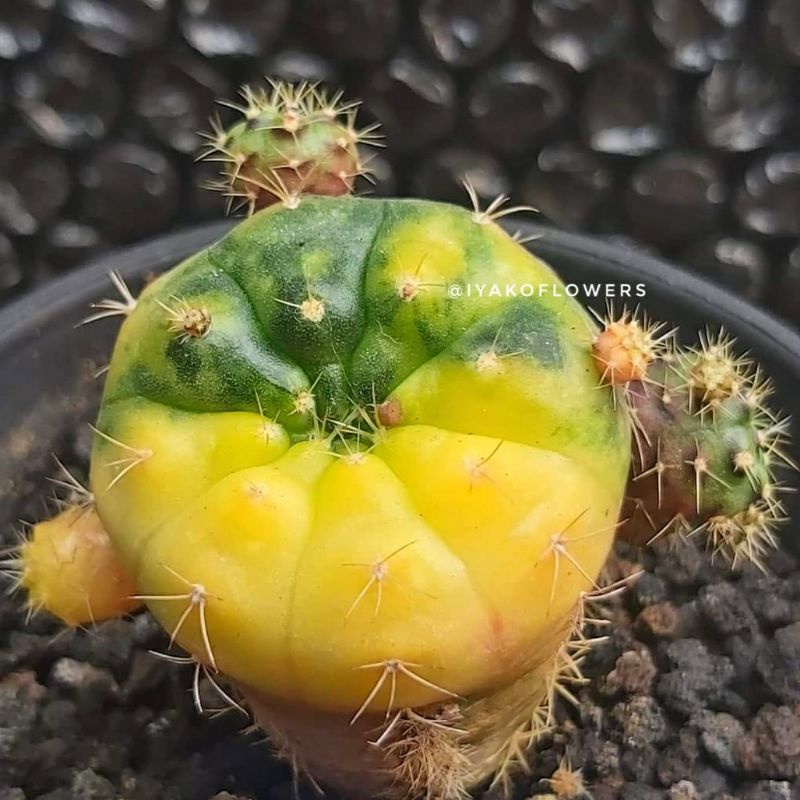 GYMNO DAMSI VARIEGATA | IYAKO FLOWERS