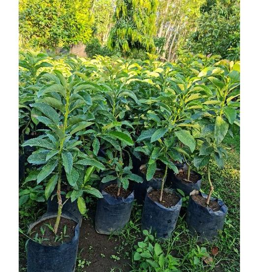 

➳ Alpukat mentega jumbo ↫