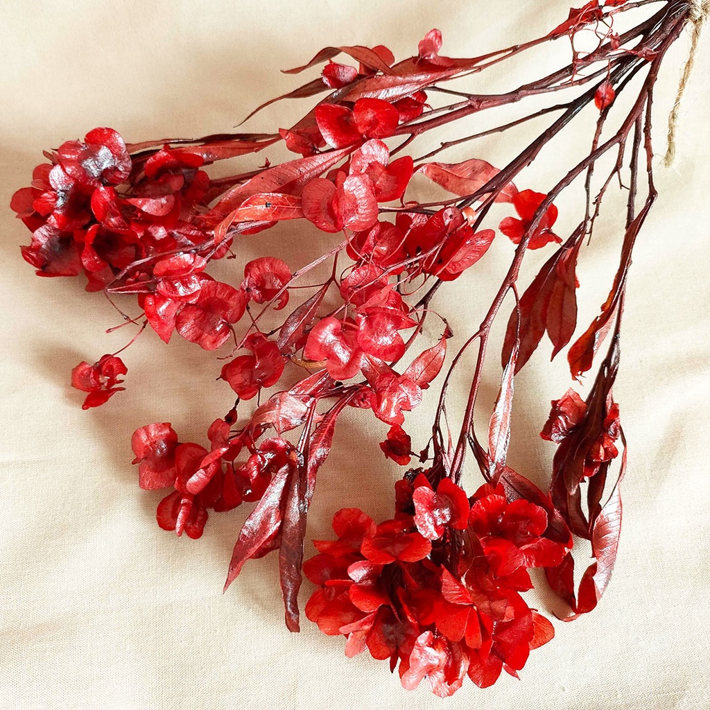 Chinese New Year Preserved Red HopBush Dodonaea  Bunga Imlek  Dekorasi  New Year 2023 Decoration Preserved Flower Bunga Kering Dried Flower Dry Flower  Tahun Baru Imlek