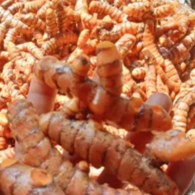 

promo kunyit kuning bumbu masak 1 kg