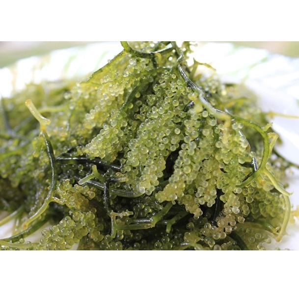 

[No]-X25F✪ Anggur laut Hijau ( Sayur Laut Segar ) terviral