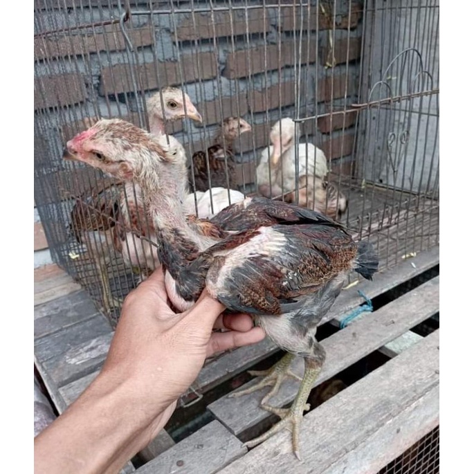 Ayam Kampung Anakan Asli Super Big.