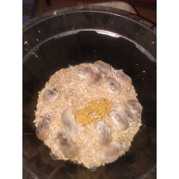 indukan hamster roborovski / hamster robo dewasa. white face & brown/normal face