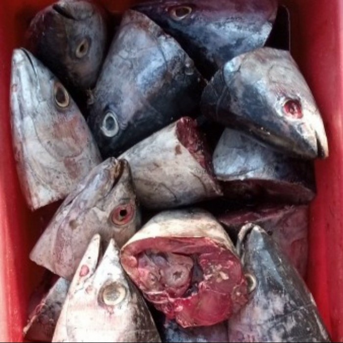 

Kepala Ikan Tuna / Tongkol Segar Berkualitas - 1 Kilogram