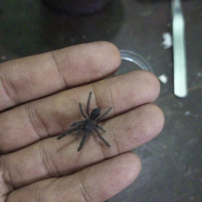 ~@~@~@~@] Cyriopagopus SP Hati Hati