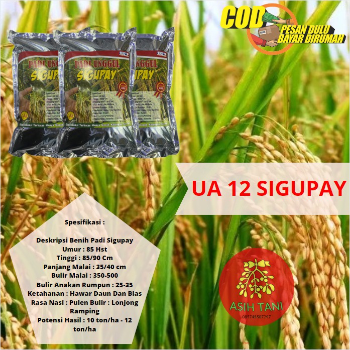 Benih Padi Berkualitas Sigupay UA Batuta / Bibit Unggul Sigupai 1kg Unggul