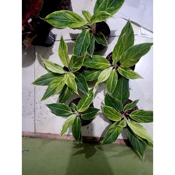 aglonema lipstik white