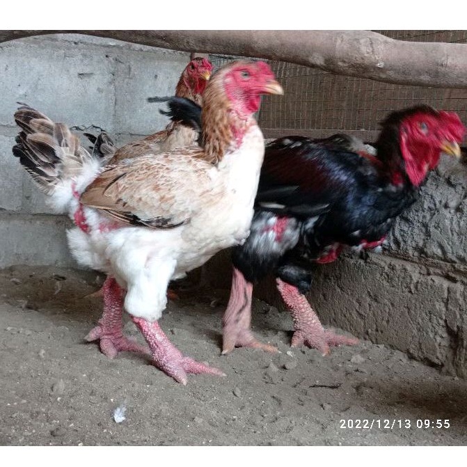 Telur tetas, ayam hias DONG TAO ayam kaki naga.