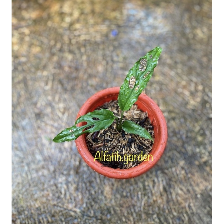 monstera obliqua peru