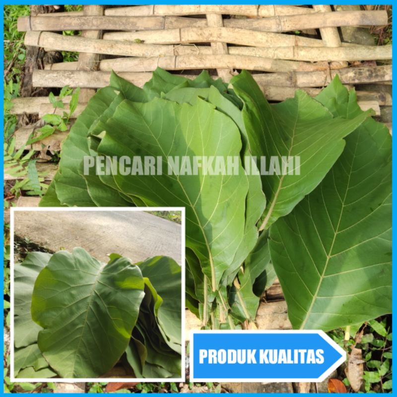 

Daun Jati segar 1kg fres petik langsung