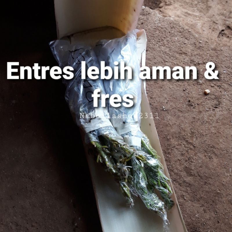 Entres alpukat Siger,aligator,rifai,kendil,Miki cipedak sangat valid