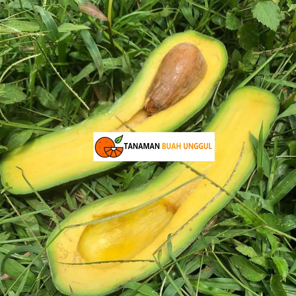 Bibit Alpukat Hass Australia Original Super