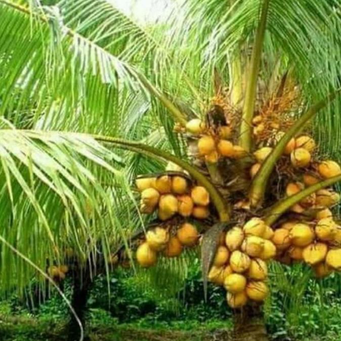 bibit kelapa genjah merah dan hijau bali 2 tahun berbuah rekomendasi