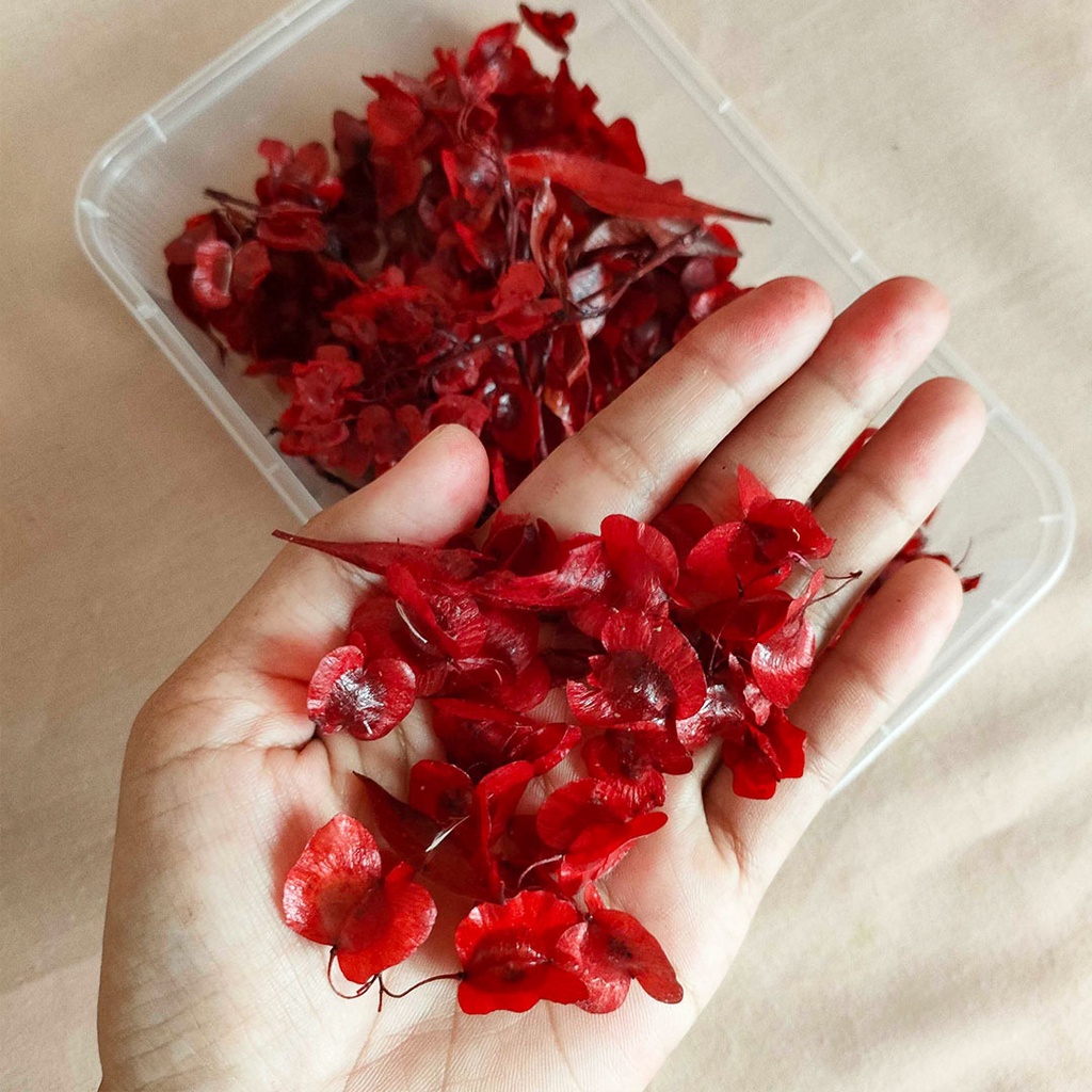 DIY Chinese New Year Preserved Red HopBush Dodonaea Flower Head Bunga Imlek  Dekorasi  New Year 2023 Decoration Preserved Flower Bunga Kering Dried Flower Dry Flower  Tahun Baru Imlek