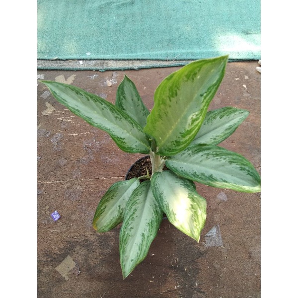 SRI REJEKI HIJAU / AGLAONEMA COMMUTATUM
