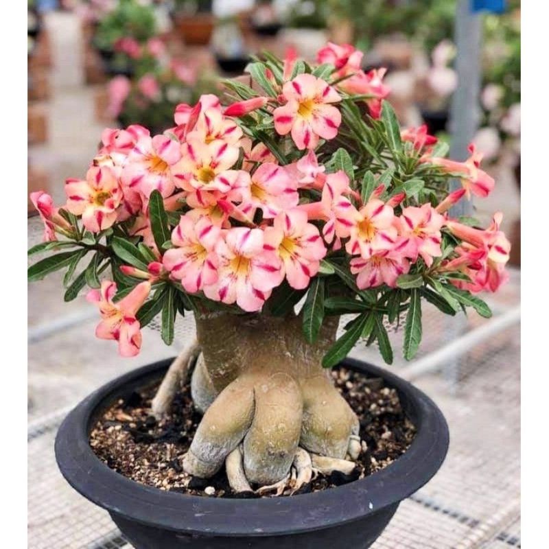 Adenium Bunga Tumpuk - Tanaman Hias Adenium Kemboja Jepang - Bunga Hidup Adenium - Bunga tumpuk