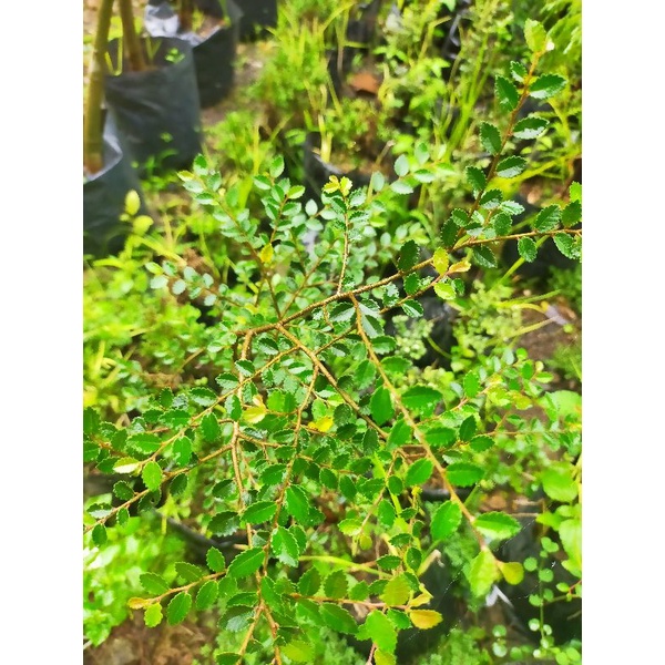 Pohon Ulmus Micro Pucuk Merah/ Bahan Bonsai Ulmus Mikro Pucuk Merah