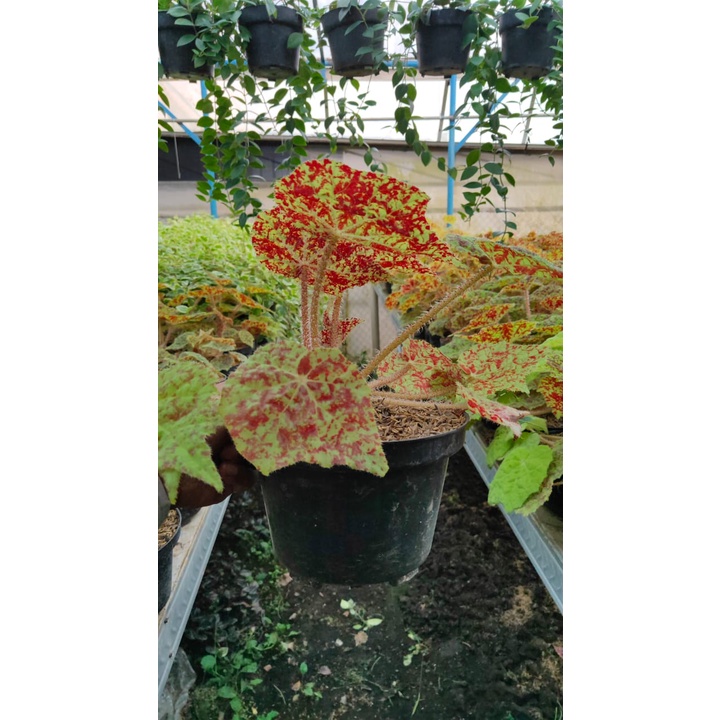 Tanaman Hias Begonia Marmaduke - Bunga Begonia MARMADUKE