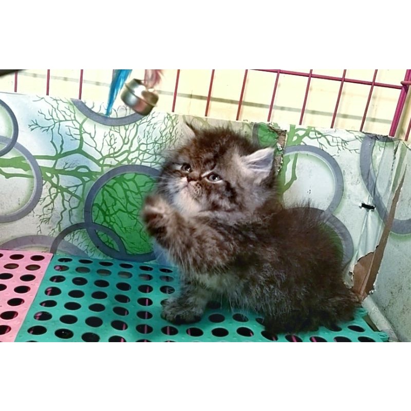 Kucing persia flatnose betina