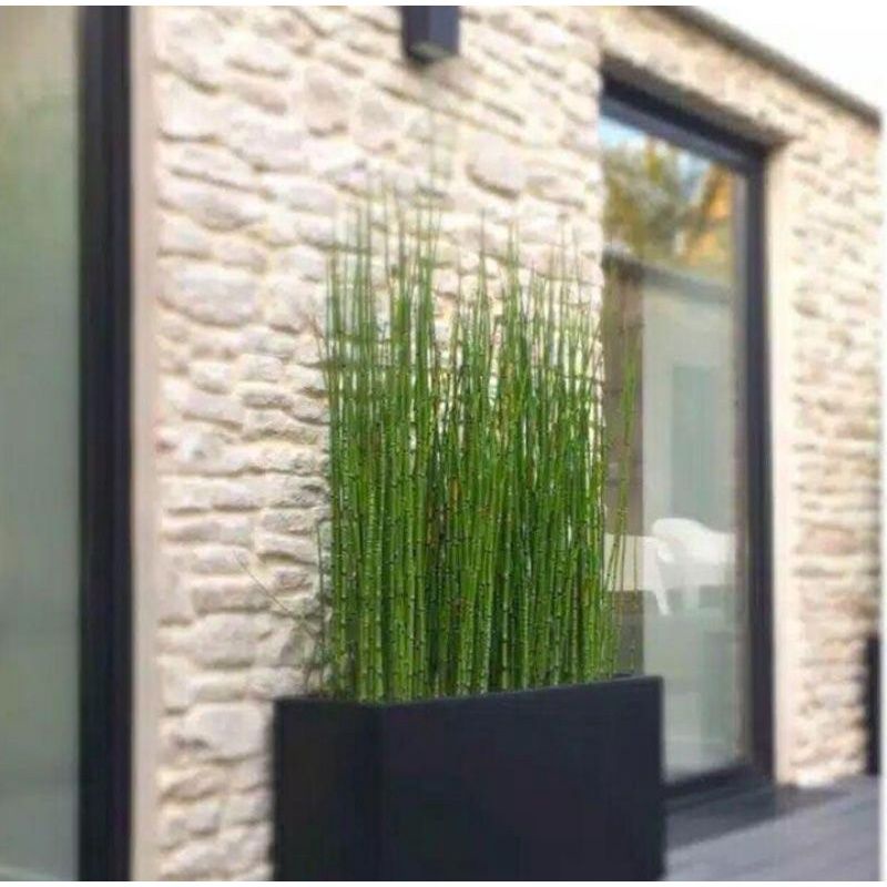 Tanaman Bambu Air Tanaman lidi Air Bambu Mini - Tanaman Hias Bambu Air - Tanaman Hidup Bambu Air - A