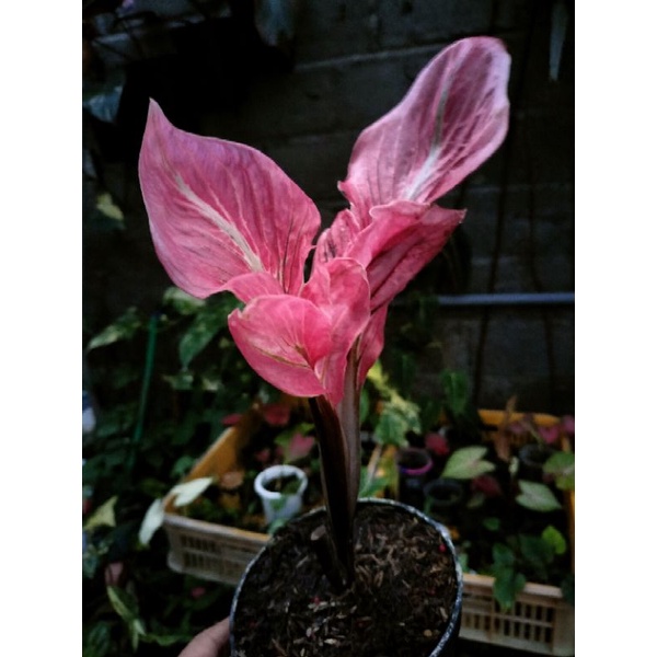 keladi / caladium red kujang