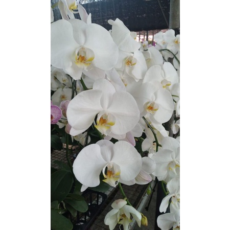 Benih Botolan Anggrek Bulan Putih