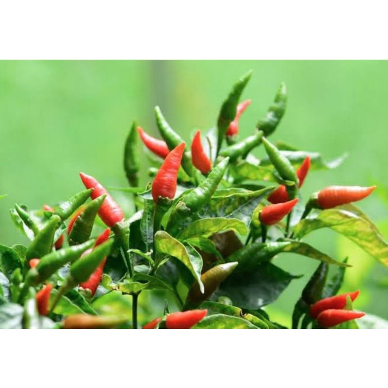

Cabe Rawit ijo dan merah