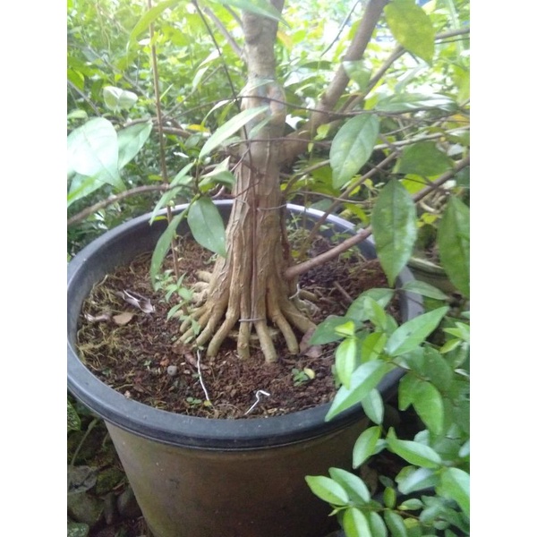 BAHAN CANGKOKAN PORKAR ANTING PUTRI