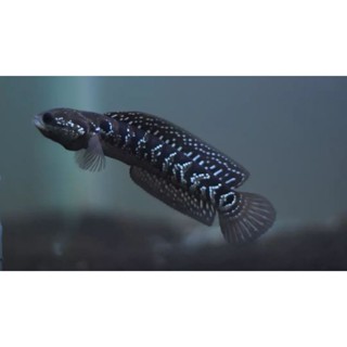 Image of [FLASH SALE 12.12] Chna asiatica ws/white spot kualitas terbaik quality premium BISA COD