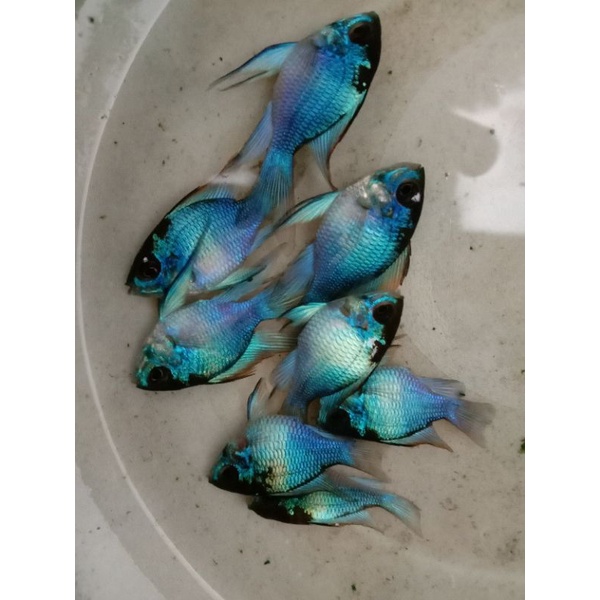 INDUKAN RAMIREZI BLUE ELEKTRIK ISI 5 PASANG SIAP BERTELUR