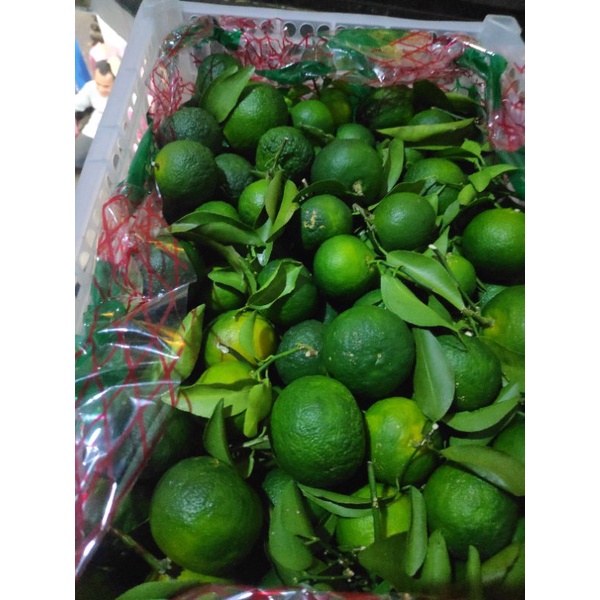 

jeruk santang daun hijau 1 keranjang (6kg)