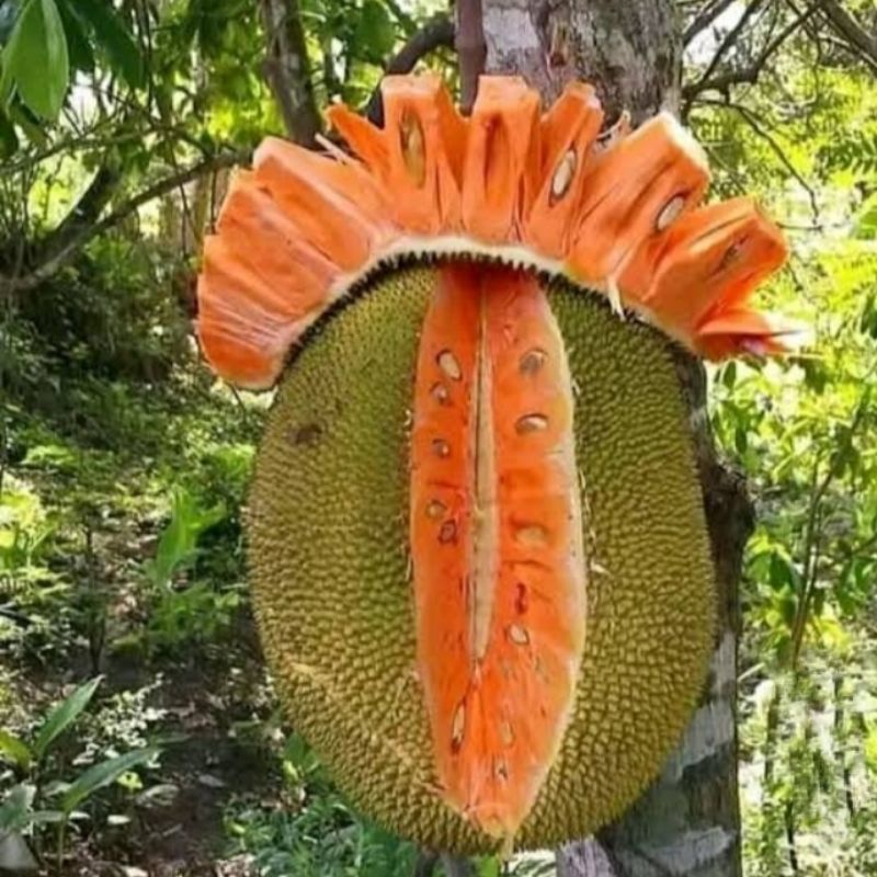 bibit nangka merah super