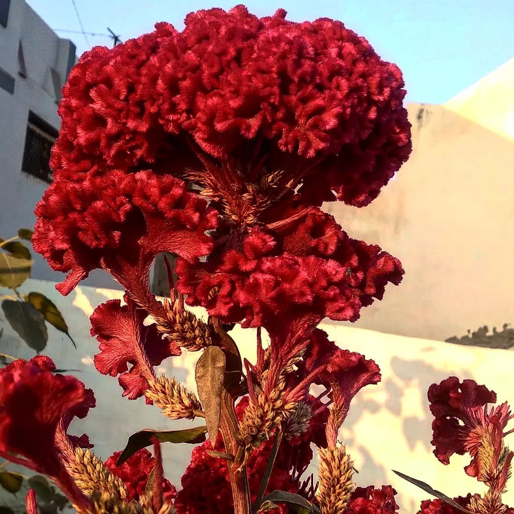 Bibit hias jengger ayam / herbal jengger ayam / Celosia cristata