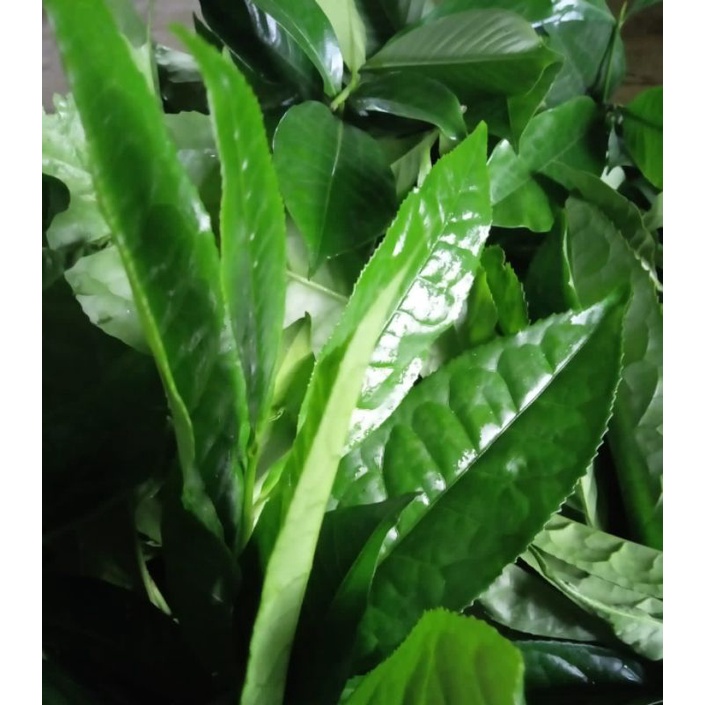 Daun teh hijau segar per 500gram