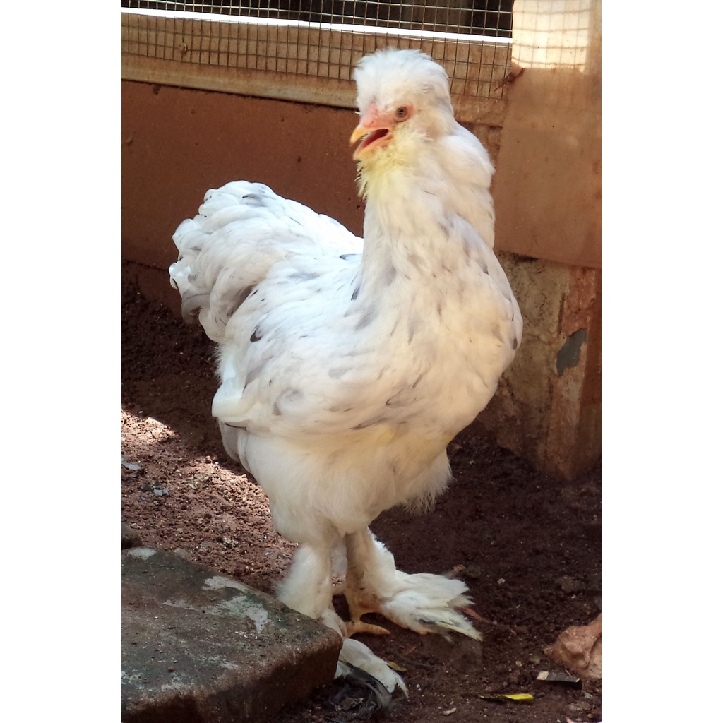 Ayam brahma park splash betina usia 4 - 5 bulan ( real foto video)