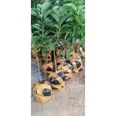 bibit alpukat jenis Miki ukuran 1m