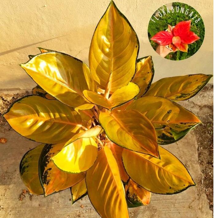 (H-D3D✉) Aglonema Sultan brunei remaja - tanaman hias hidup - bunga hidup - bunga aglonema - aglaonema merah - aglonema merah - aglonema murah - aglaonema murah berkualitas