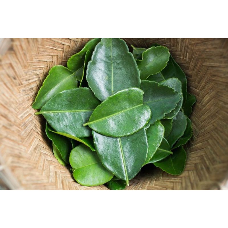

Daun jeruk purut satu pack