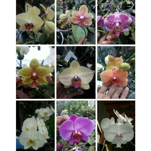 seedling Anggrek Bulan