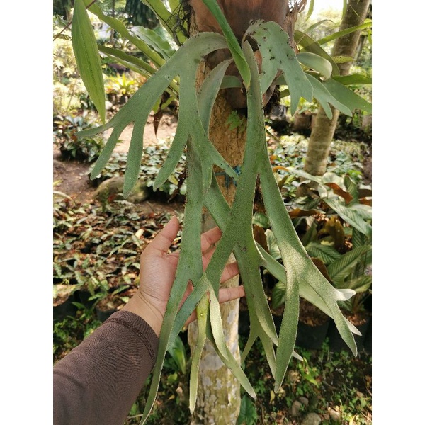 Tanaman Hias Tanduk rusa / kadaka tanduk rusa / pakis tanduk rusa / Platycerium bifurcatum / Platyce