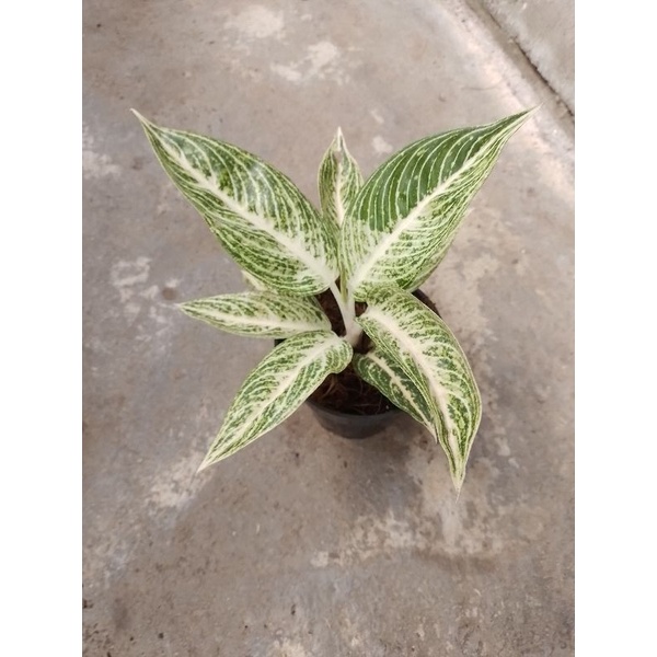 Aglonema White Legacy/Legacy Putih/Bunga aglonema legasi