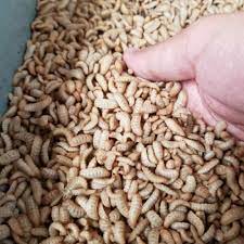 MAGGOT FRESS (1KG) - PAKAN REPTIL PROTEIN TINGGI 40-45% - MAGGOT HIDUP (1KG) - KHUSUS BANDUNG