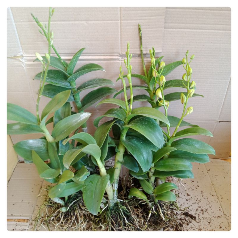 Anggrek Dendrobium Siap Bunga