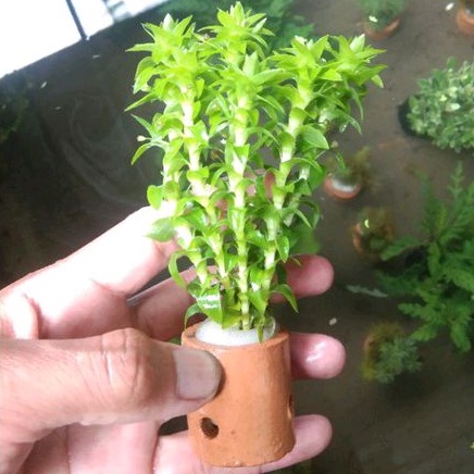 tanaman tonina wabikusa+pelia / per pot aquascape