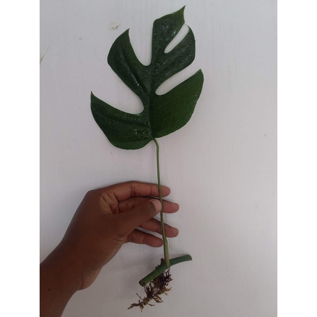 Rhaphidophora tetrasperma - Monstera Minima