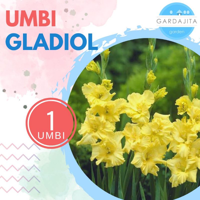 Umbi GLADIOL KUNING Bibit Bunga
