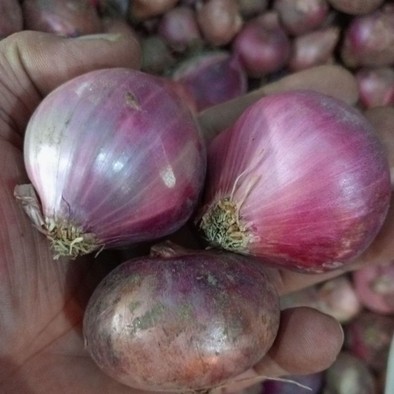 

BAWANG MERAH PEKING INDIA 1KG